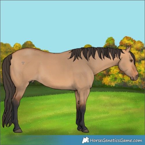 Horse Color:Bay Dun