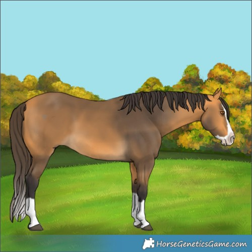 Horse Color:Buckskin Splash 