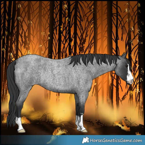 Horse Color:Blue Roan Rabicano 