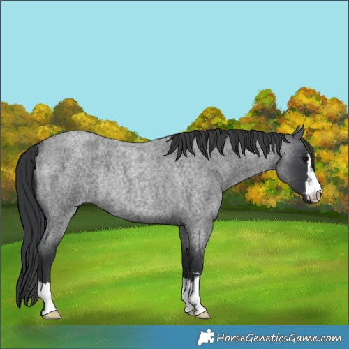 Horse Color:Blue Roan Rabicano 