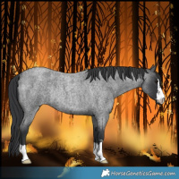 Horse Color:Blue Roan Rabicano 