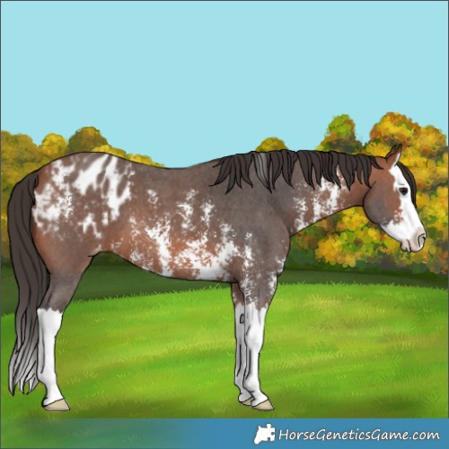 Horse Color:Bay Sabino Splash Blanket 