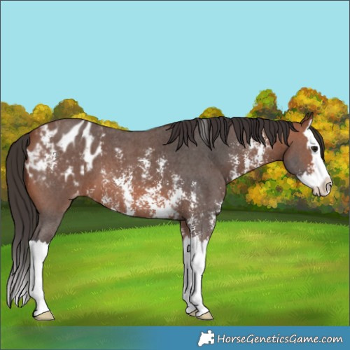 Horse Color:Bay Sabino Splash Appaloosa 