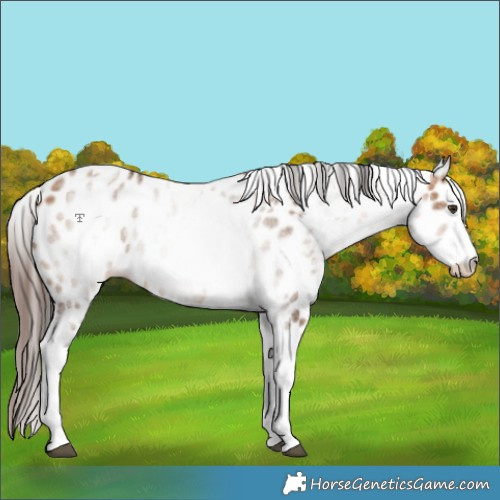 Horse Color:White Spotted Bay Dun Appaloosa 