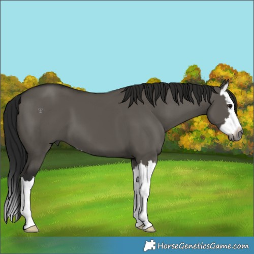 Horse Color:Gray Grullo Splash 