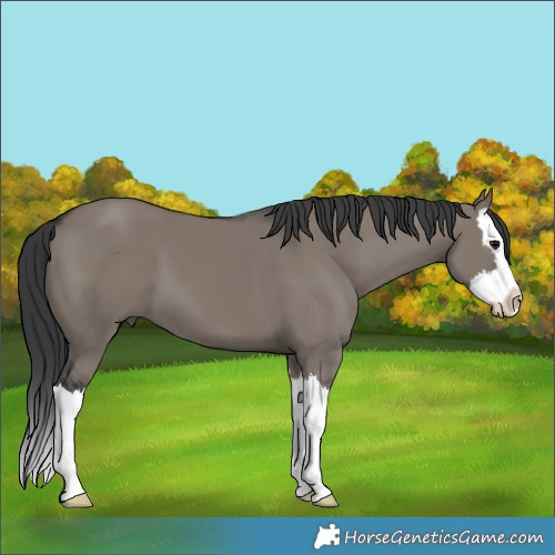 Horse Color:Grullo Splash
