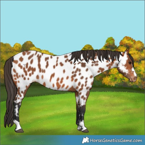 Horse Color:Bay Appaloosa 