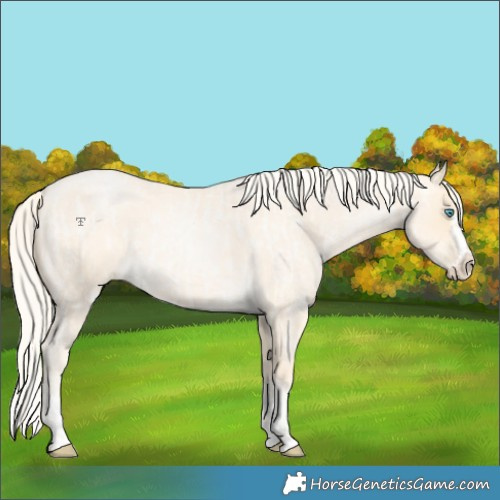 Horse Color:Palomino Roan Pearl and Palomino Roan Pearl Splash