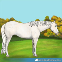 Horse Color:Palomino Roan Pearl  and Palomino Roan Pearl Splash 