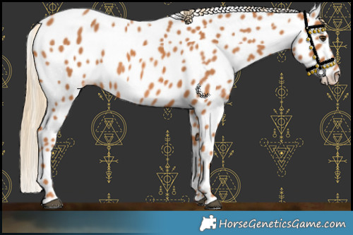 Horse Color:Chestnut Leopard Rabicano 