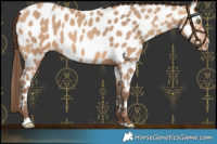 Horse Color:Amber Champagne Near Leopard 