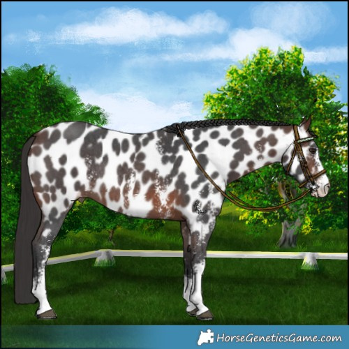 Horse Color:Brown Sabino Near Leopard Rabicano 