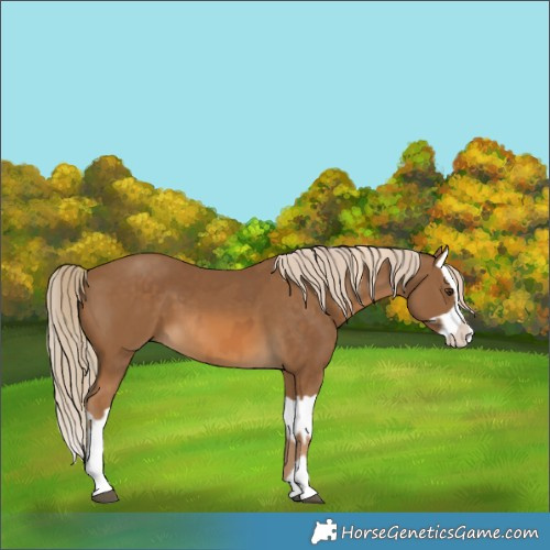 Horse Color:Chocolate Palomino and Chocolate Palomino Splash
