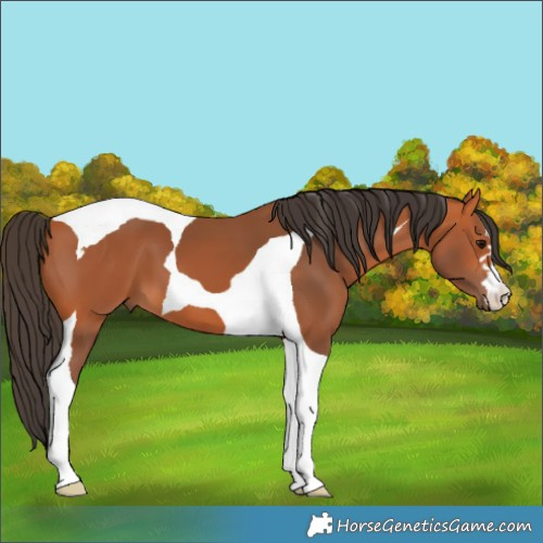 Horse Color:Bay Tobiano