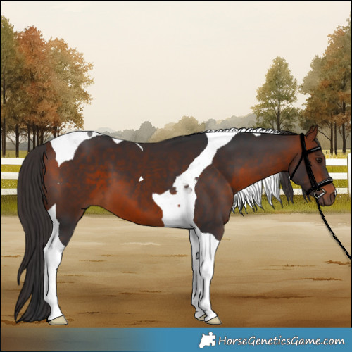 Horse Color:Bay Tobiano 