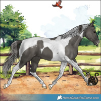 Horse Color:Grullo Tobiano Varnish