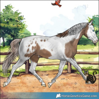 Horse Color:Liver Red Dun Splash Tobiano Blanket 