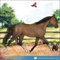 Horse Color:Gray Liver Red Dun