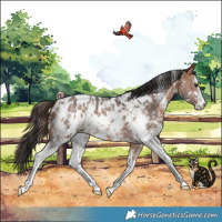 Horse Color:Bay Sabino Appaloosa