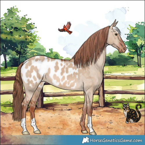 Horse Color:Red Dun Blanket 
