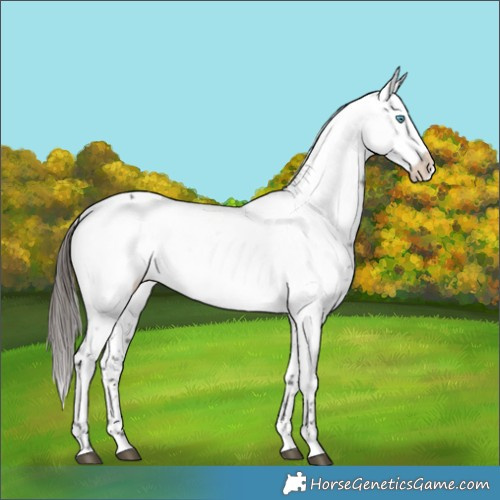Horse Color:Liver Chestnut Frame 