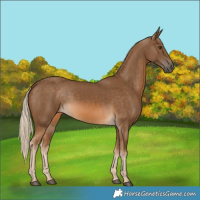 Horse Color:Chocolate Palomino and Chocolate Palomino