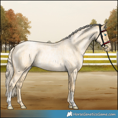 Horse Color:Palomino Roan Pearl and Palomino Roan Pearl Rabicano