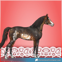 Horse Color:Buckskin Sabino and Bay Frame
