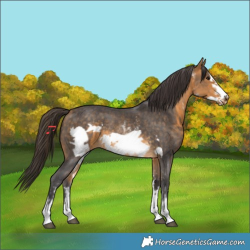 Horse Color:Buckskin Sabino Frame Rabicano 