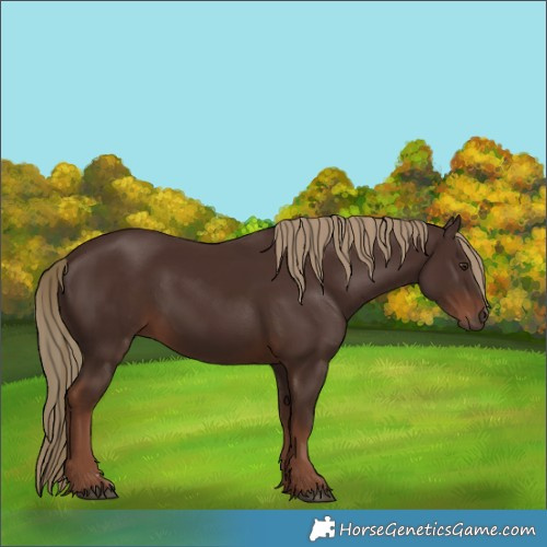 Horse Color:Liver Chestnut 