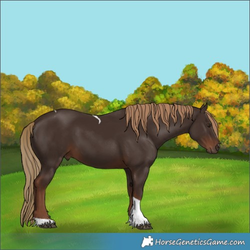 Horse Color:Liver Chestnut Tobiano 
