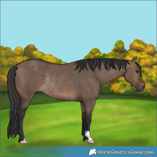 Horse Color:Brown Dun Rabicano 