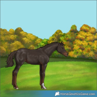 Horse Color:Liver Chestnut 