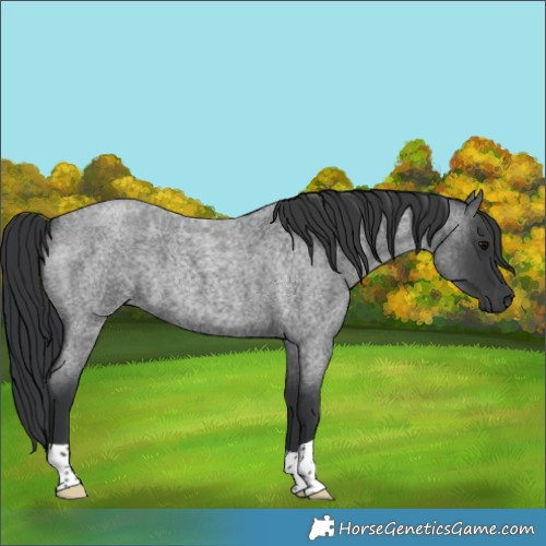 Horse Color:Blue Roan 