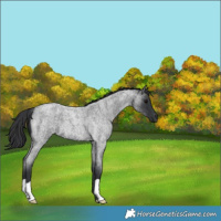 Horse Color:Blue Roan 