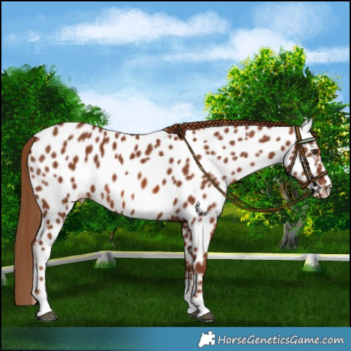 Horse Color:Chestnut Near Leopard 