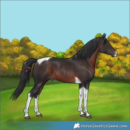 Horse Color:White Spotted Brown Tobiano 