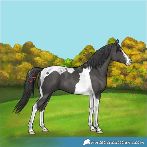 Horse Color:White Spotted Black Tobiano