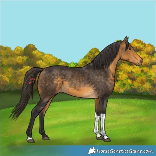 Horse Color:Buckskin Tobiano