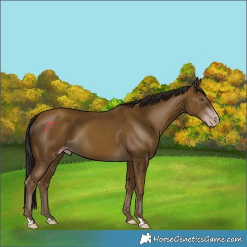 Horse Color:Gray Classic Cream Champagne 