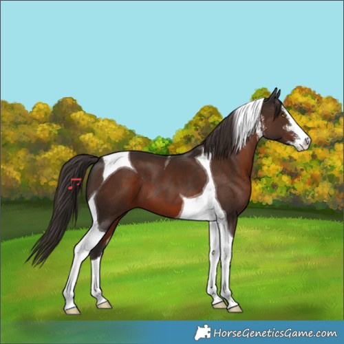 Horse Color:White Spotted Liver Chestnut Tobiano 