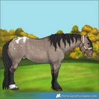 Horse Color:Brown Dun Blanket 