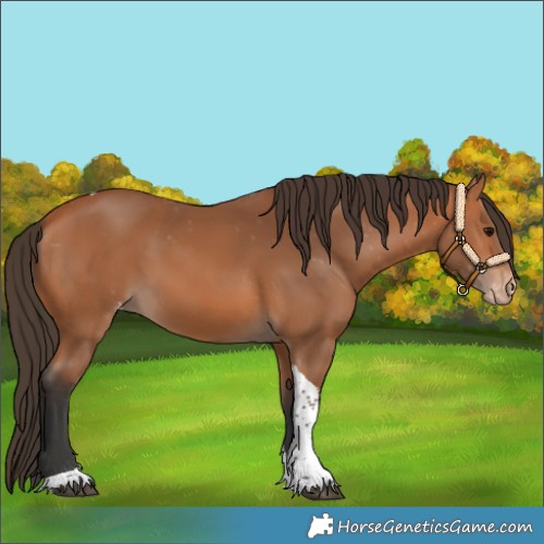 Horse Color:Bay Tobiano Varnish 