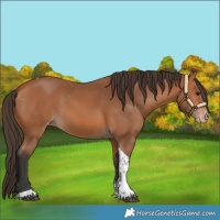 Horse Color:Bay Tobiano Varnish 