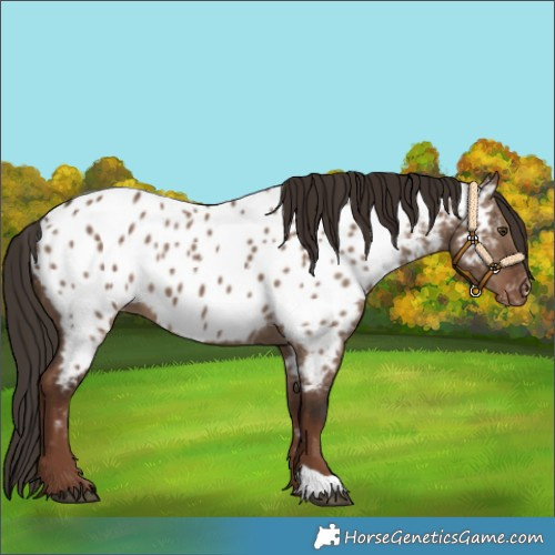 Horse Color:Liver Red Dun Near Leopard 