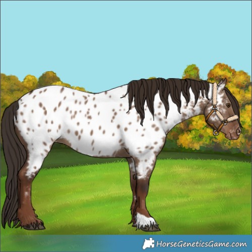 Horse Color:Liver Red Dun Appaloosa 