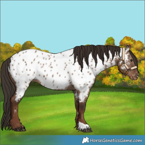 Horse Color:Liver Red Dun Near Leopard 