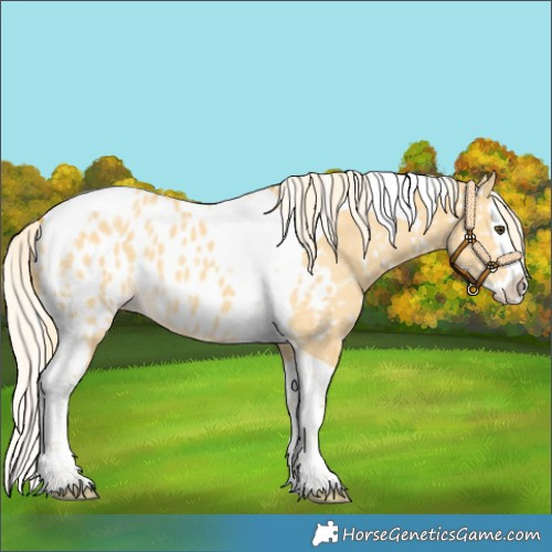 Horse Color:Palomino Dun Splash Tobiano Near Leopard