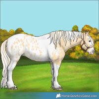 Horse Color:Palomino Dun Splash Tobiano Near Leopard