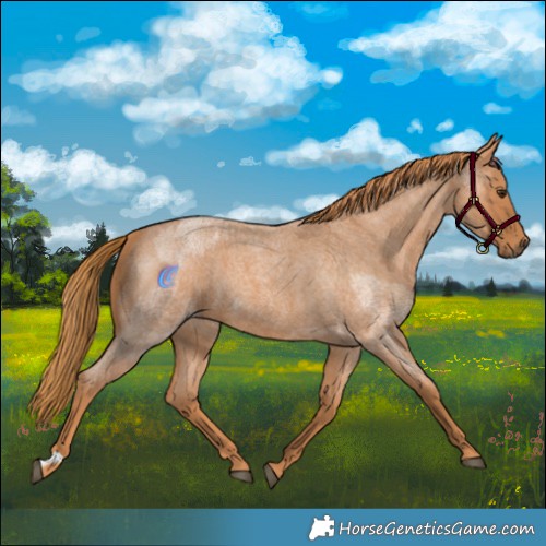 Horse Color:Red Roan and Red Roan
